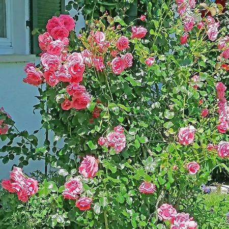 Haus Kees- Apaartement In Lejlighed *
